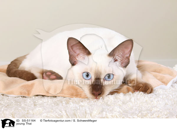 young Thai / SS-51164