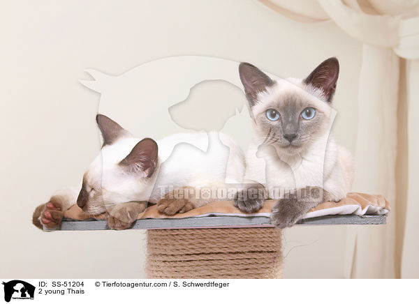 2 young Thais / SS-51204