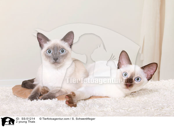 2 junge Thais / 2 young Thais / SS-51214