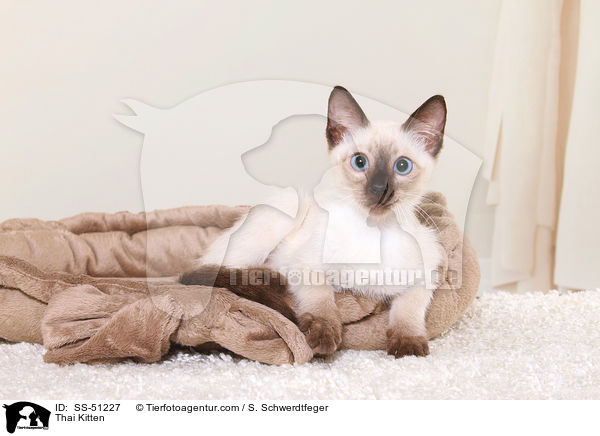 Thai Kitten / SS-51227