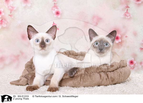 2 junge Thais / 2 young Thais / SS-51233