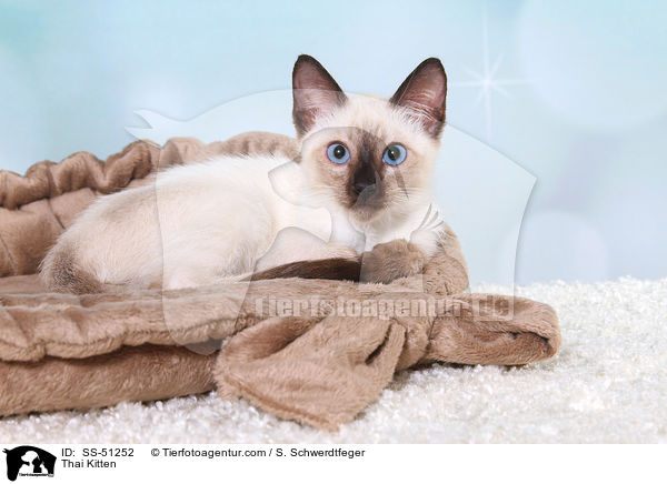 Thai Ktzchen / Thai Kitten / SS-51252
