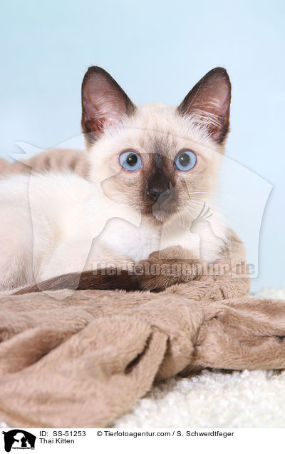 Thai Ktzchen / Thai Kitten / SS-51253