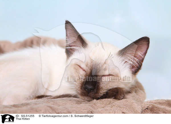 Thai Ktzchen / Thai Kitten / SS-51255