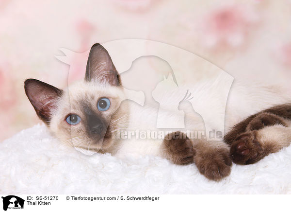 Thai Kitten / SS-51270