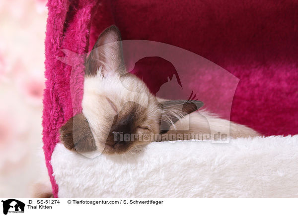 Thai Ktzchen / Thai Kitten / SS-51274