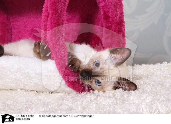 Thai Ktzchen / Thai Kitten / SS-51285