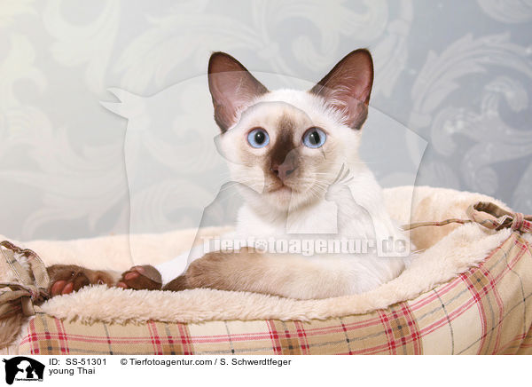 junge Thai / young Thai / SS-51301