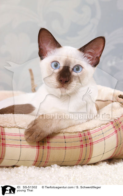 junge Thai / young Thai / SS-51302