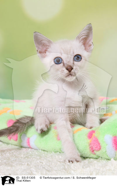 Thai Ktzchen / Thai Kitten / SS-51305