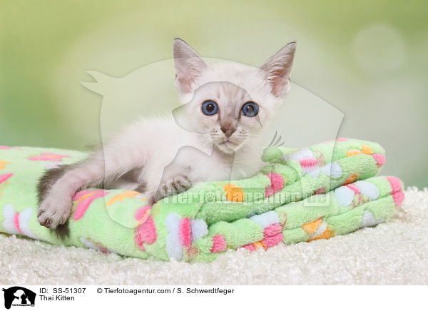 Thai Ktzchen / Thai Kitten / SS-51307