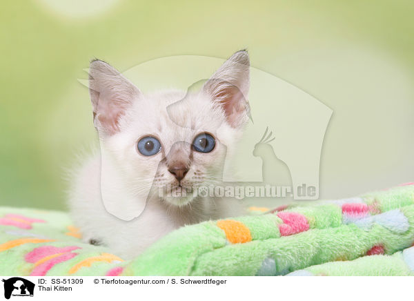 Thai Kitten / SS-51309