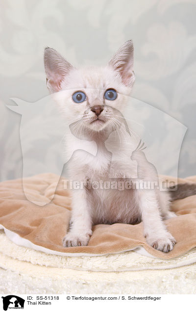 Thai Kitten / SS-51318