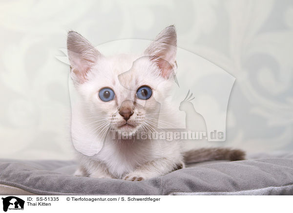 Thai Ktzchen / Thai Kitten / SS-51335
