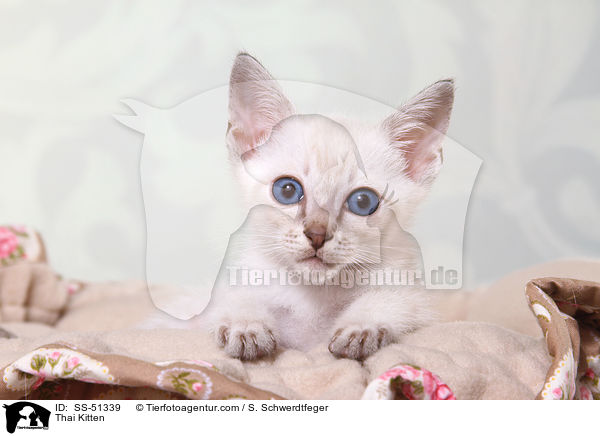 Thai Ktzchen / Thai Kitten / SS-51339