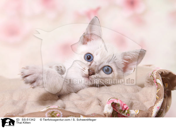 Thai Kitten / SS-51342