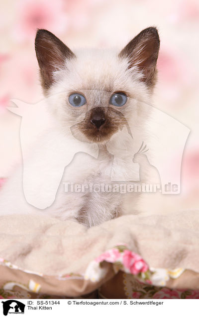 Thai Ktzchen / Thai Kitten / SS-51344