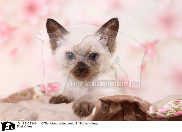 Thai Kitten / SS-51346