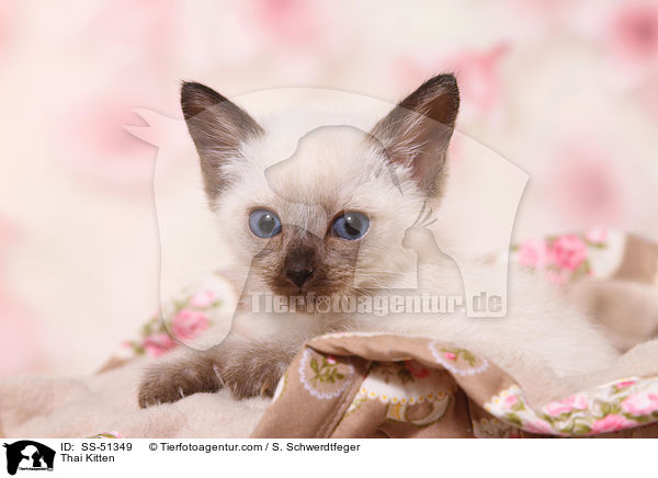 Thai Kitten / SS-51349