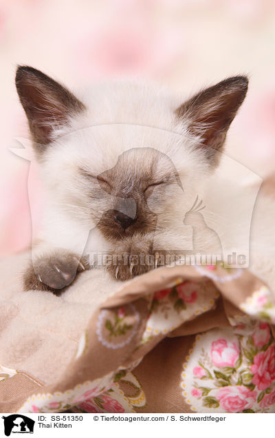 Thai Ktzchen / Thai Kitten / SS-51350