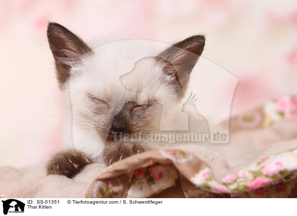 Thai Ktzchen / Thai Kitten / SS-51351