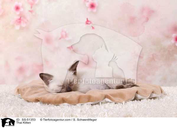 Thai Kitten / SS-51353