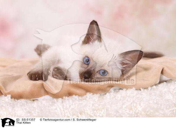Thai Kitten / SS-51357