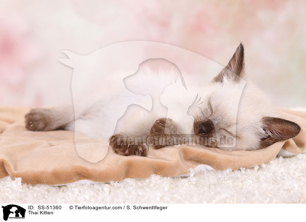 Thai Kitten / SS-51360