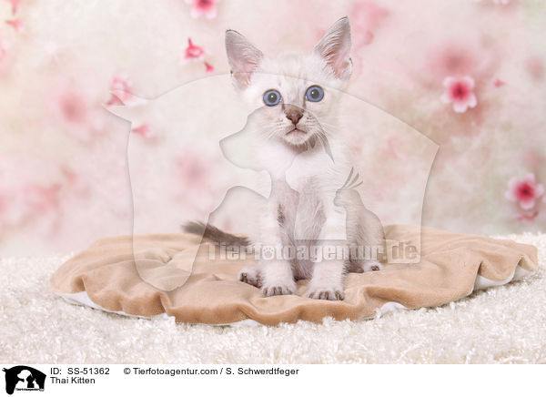 Thai Kitten / SS-51362
