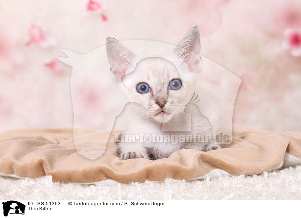 Thai Kitten / SS-51363