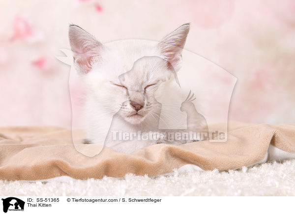 Thai Ktzchen / Thai Kitten / SS-51365