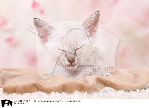 Thai Ktzchen / Thai Kitten / SS-51367