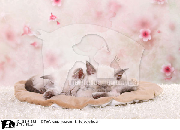 2 Thai Ktzchen / 2 Thai Kitten / SS-51372