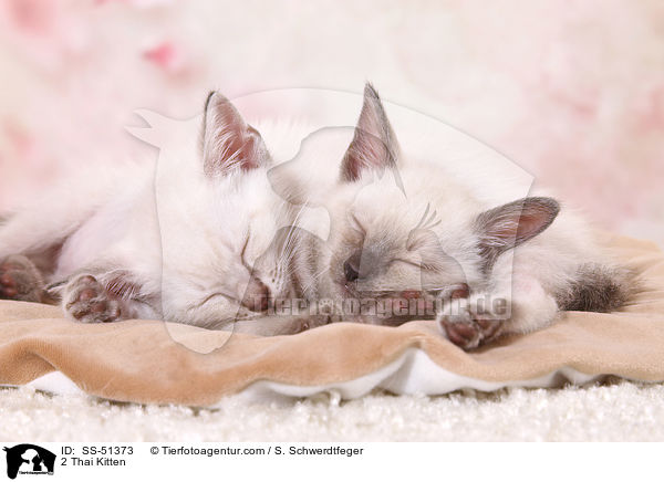 2 Thai Ktzchen / 2 Thai Kitten / SS-51373