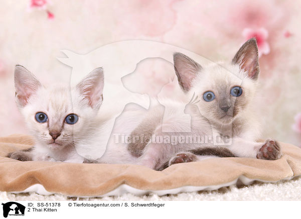 2 Thai Kitten / SS-51378
