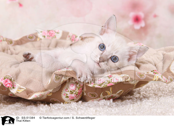 Thai Ktzchen / Thai Kitten / SS-51384