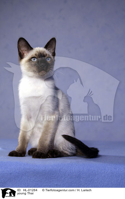 young Thai / HL-01264