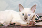 Thai Kitten