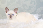 Thai Kitten