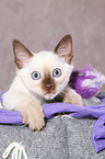 Thai Kitten