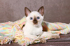 Thai Kitten