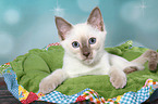 Thai Kitten