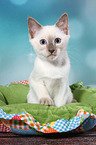 Thai Kitten