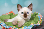 Thai Kitten