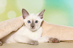 Thai Kitten