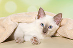 Thai Kitten