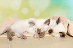 Thai Kitten