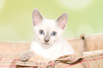 Thai Kitten