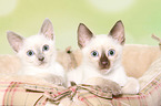 Thai Kitten