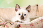 Thai Kitten